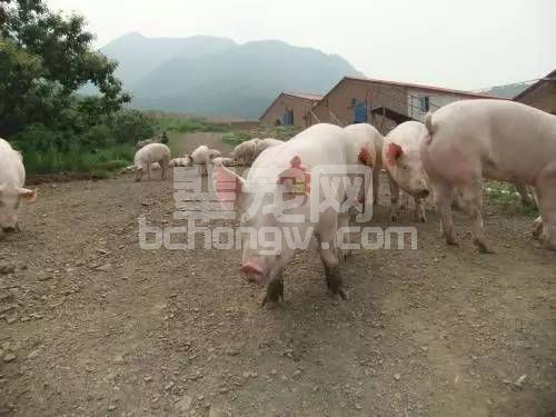 猪场各阶段保健工作如何做？最全保健方案在这里！