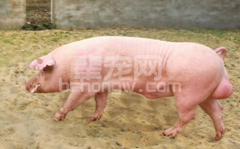 自繁自养商品猪场驱虫预防用药及保健程序