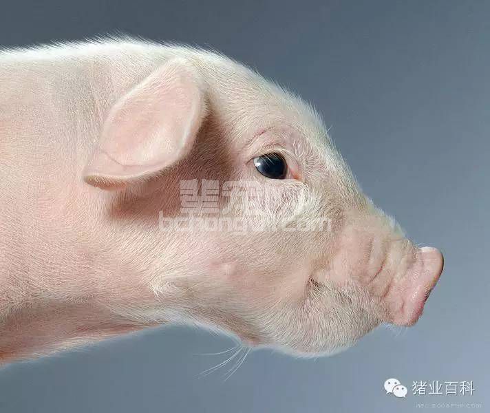 顺口溜！推荐的免疫程序！真好记！