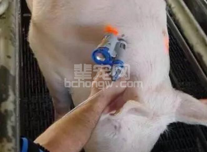 猪疫苗接种，我们只能把它看作是一种权宜之计！