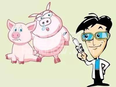 猪群免疫失败？！原来是这几个方面你没有做好
