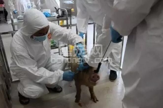 猪病高发期，如何让疫苗产生最大的效益?