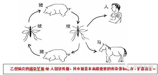 天越来越热了，作为猪场老板，如何评价乙脑疫苗的保护力?