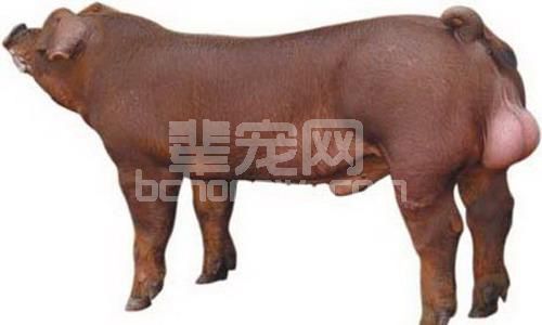 养殖户快来看，规模化猪场推荐免疫程序大全