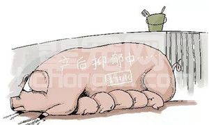 母猪保健到底有多重要？