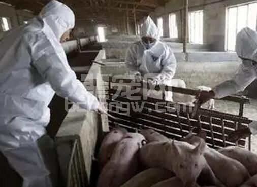 猪场疫苗做不好，倒闭随时可能发生，养猪人必须知道的疫苗知识！