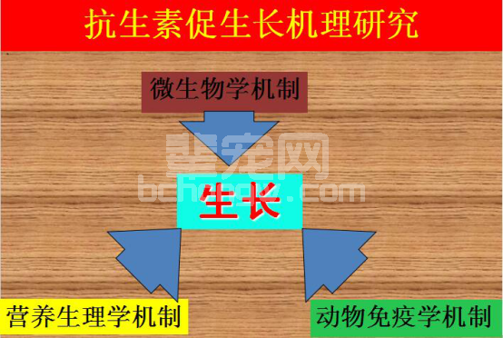 揭秘9类猪促生长产品 最后1张图告诉你差距有多大