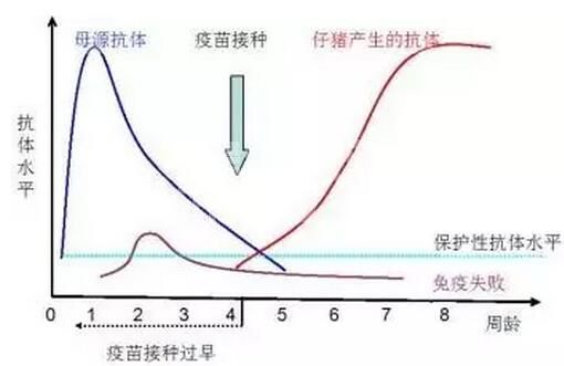 几种猪病母源抗体消长规律，养猪人必知的免疫知识