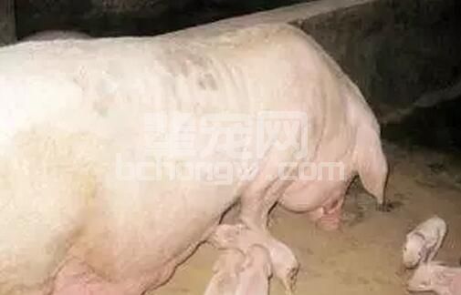 母猪产后如何进行正确的保健消炎？