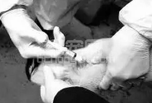 猪场制定免疫程序生搬硬套必闯祸！一定要考虑这些！！！