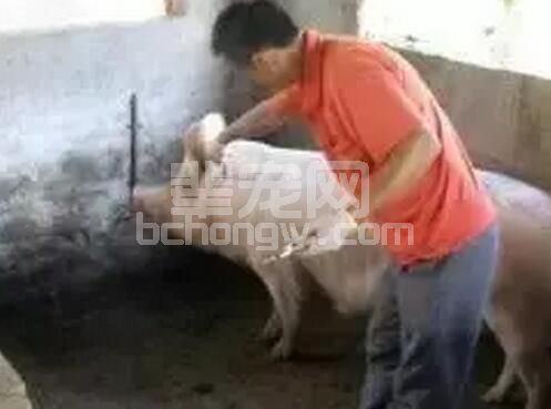 养猪疫苗这样用会直接导致猪群发病？！