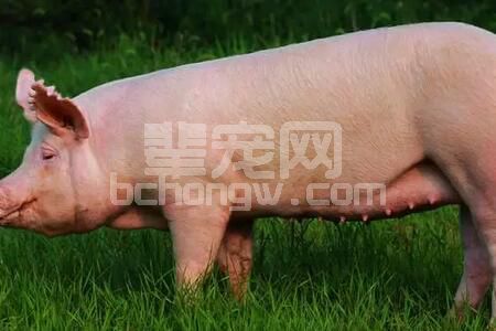 养猪人注意了！生猪免疫注射也有“八项规定”