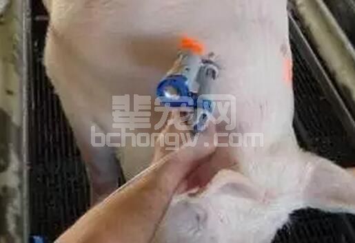 硕腾：蓝耳病疫苗的选择与合理使用