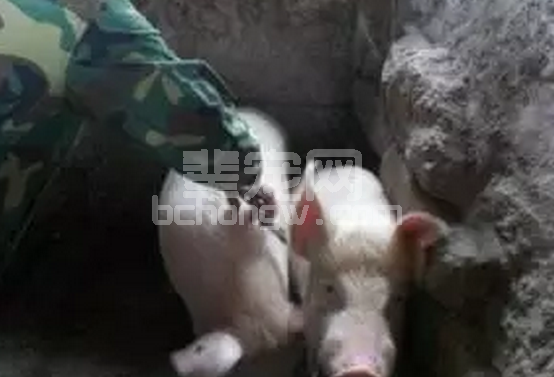 影响生猪免疫效果的因素与应对措施有哪些?
