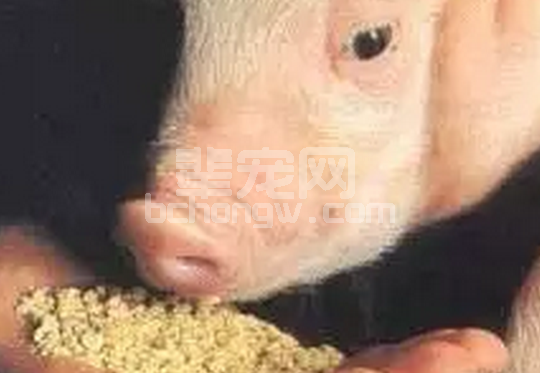 母猪泪斑免疫学发生机制知多少？