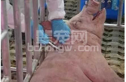 给大家分享一下关于猪场免疫的一些常识---疫苗宜少不宜多！