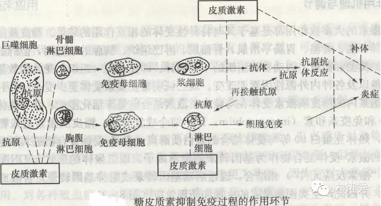 你知道吗？悬在猪头上的利剑莫过于众所周知的免疫抑制！