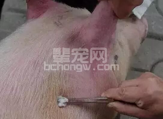 养猪疫苗如何打效果好？