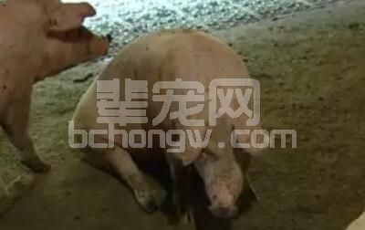 猪场接种“口蹄疫”怎是失败？提高接种效果的方法？