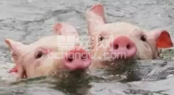 如何减轻每年6-9月炎热气候给养猪生产造成的不良影响"热应激"?