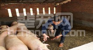 给猪做疫苗，这些细节你知道吗？