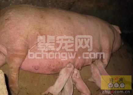 猪场未知原因的免疫抑制从免疫保健开始，你能知道的秘密？