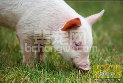 提高猪的非特异性免疫力是养猪的根本！