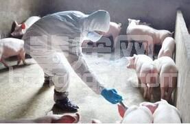 规模化猪场疫病流行特点和发展趋势