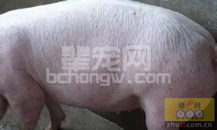 教你一手 怎样处理猪对疫苗过敏现象发生