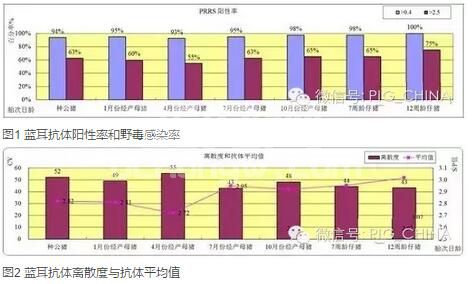 猪瘟蓝耳这俩疫苗到底能不能一起免？研究证实，猪蓝耳病弱毒疫苗会降低猪瘟抗体水平