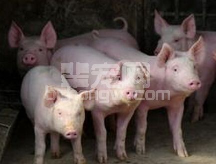 猪场疾病预防措施做得好，事倍功半