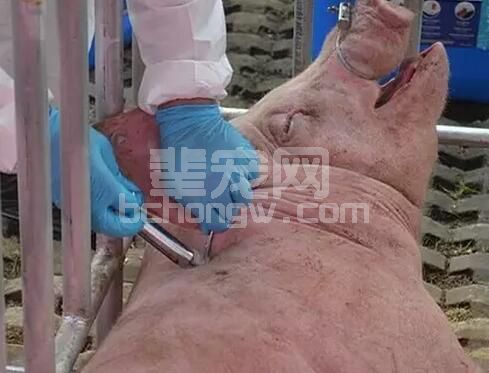 猪场防疫不是简简单单的打打疫苗而已，疫苗如何使用才能发挥最大效能？