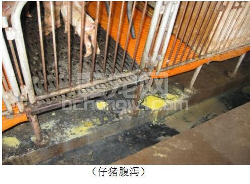 仔猪黄白痢的综合防治方案