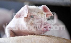 仔猪腹泻综合征的防控思路