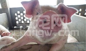 蓝耳、猪瘟、口蹄疫等疫苗的免疫技术