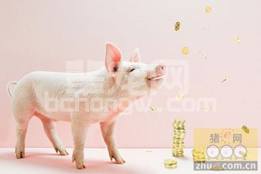 前沿防控是养猪盈利的关键
