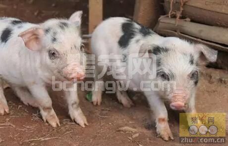 针对流行猪病如何科学饲养？