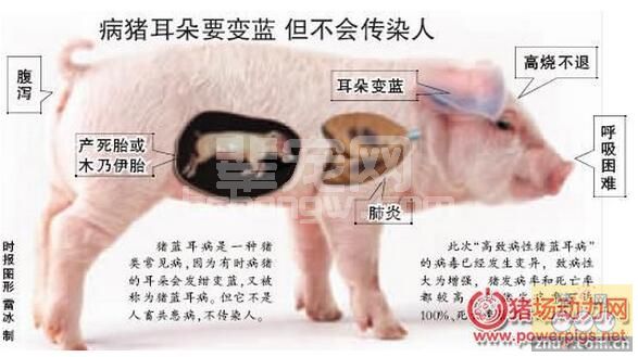 接种蓝耳病疫苗对排毒的影响