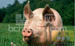 母猪秋冬保健贴膘不如养蹄