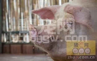 喂猪喂成象 — 肥猪快速生长之道！