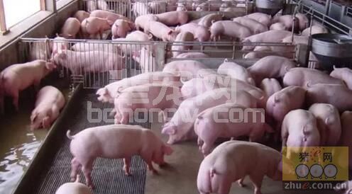 关于猪瘟疫苗接种和抗体检测的实际应用