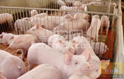 冬季养猪日粮管理与药物保健相结合