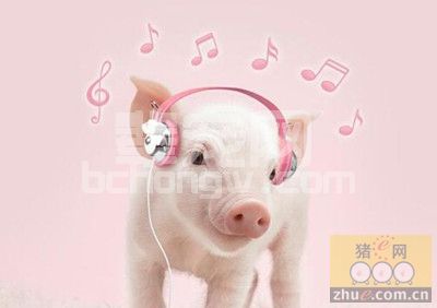 功能性添加剂对母猪生产性能的影响