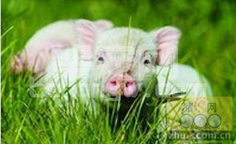 十种有机猪食添加剂的具体用法