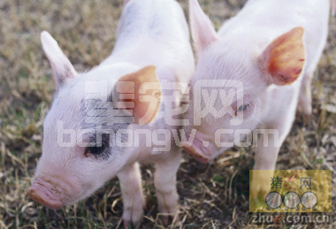 影响猪群健康五大猪场安全隐患