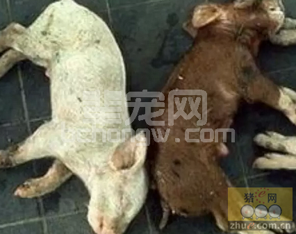 在没有变异株疫苗条件下，如何做好防控呢？