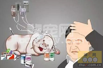 猪场管理者不得不了解的免疫原则