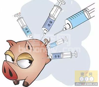 当前猪免疫接种风险及应对措施