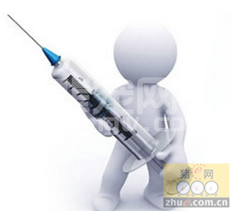 养猪户须知：生猪免疫注射的禁忌