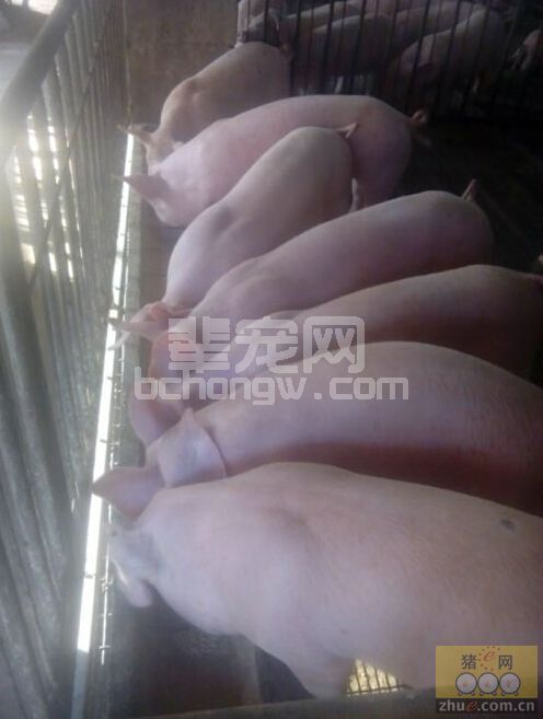猪每天都吃饲料，营养能均衡吗？